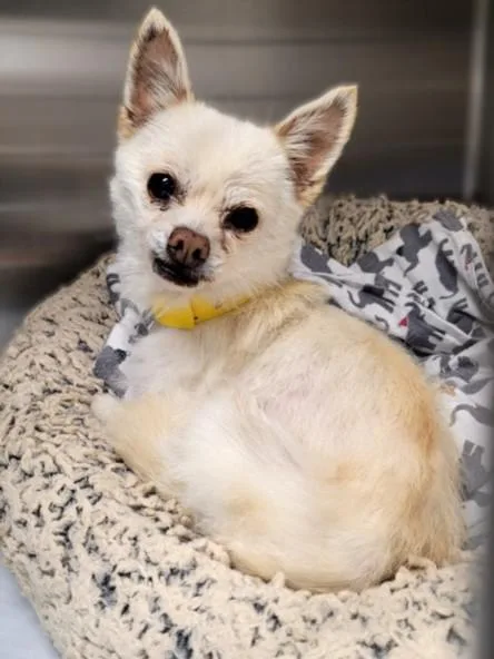 A senior small-sized female Chihuahua dog named Dee for adoption in Van Nuys, CA