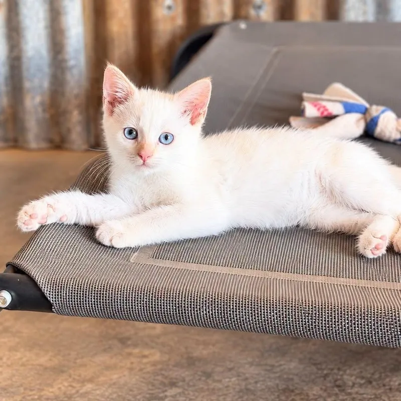 A baby medium-sized female Domestic Short Hair cat named Honey for adoption in Cranston, RI