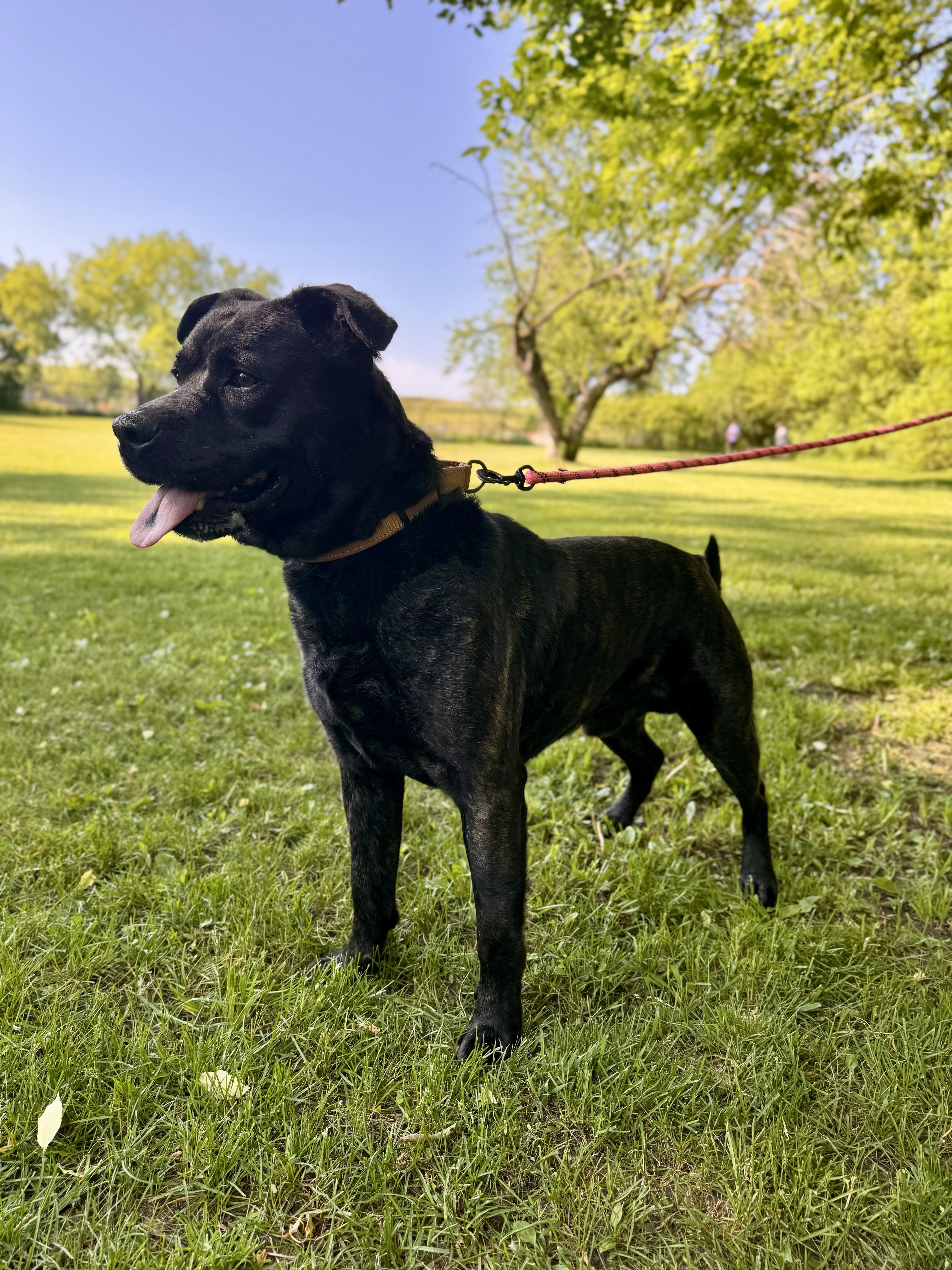 A senior medium-sized male Brindle Mixed Breed dog named Sampson for adoption in Midland, MI