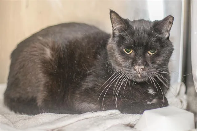 An adult small-sized male Domestic Medium Hair cat named Toucan Sam for adoption in Charlotte, NC