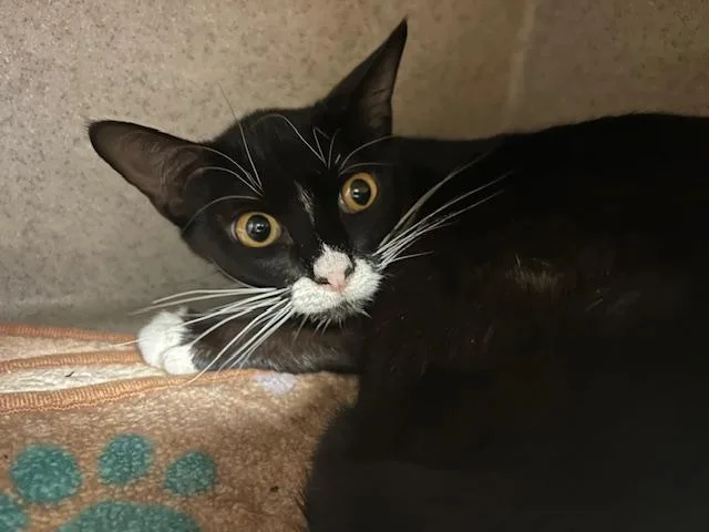 A young medium-sized female Domestic Short Hair cat named Shasta for adoption in Tulsa, OK