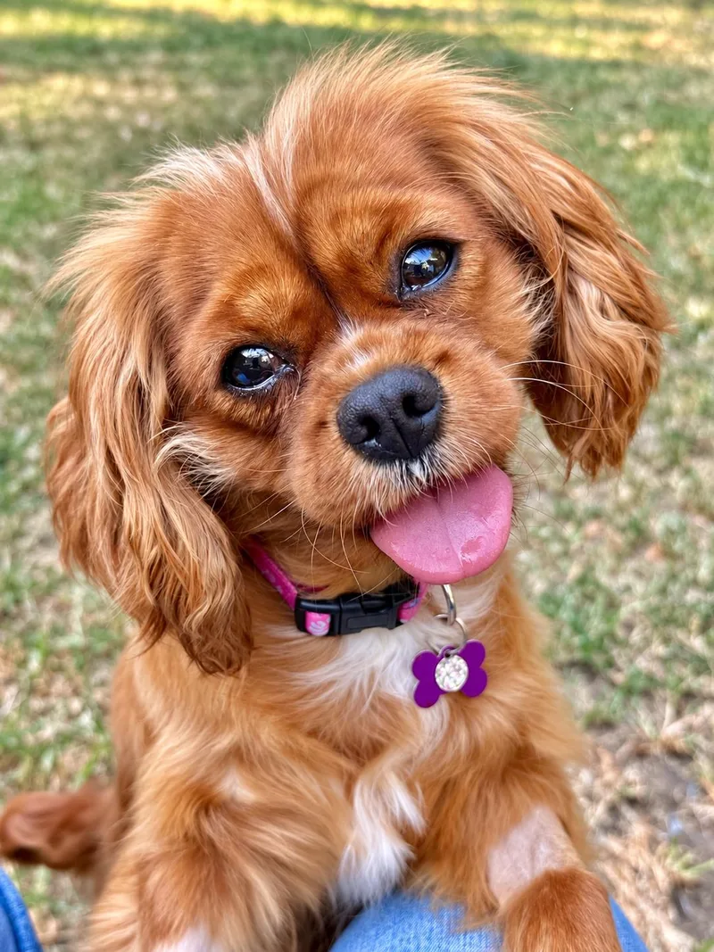 An adult small-sized female Cavalier King Charles Spaniel dog named Ida for adoption in Lee's Summit, MO