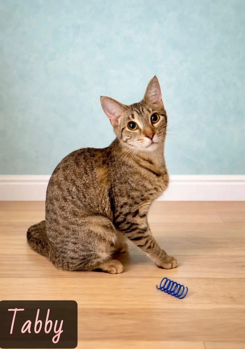 A young medium-sized female Black Domestic Short Hair cat named Tabby for adoption in Englewood, FL