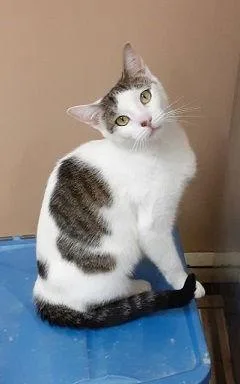 A young medium-sized female Domestic Short Hair cat named Alexis for adoption in Massapequa, NY