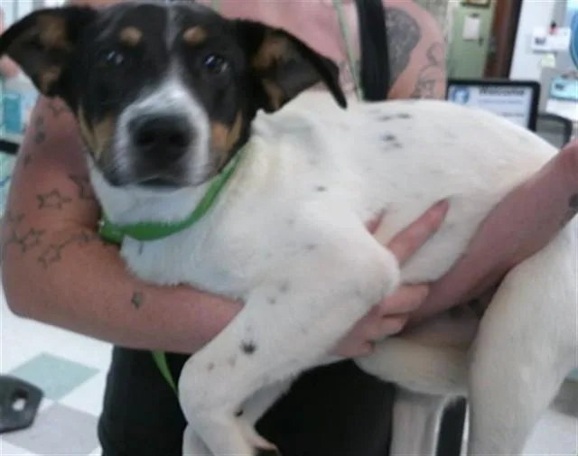 A young small-sized female Australian Cattle Dog / Blue Heeler dog named A for adoption in Oklahoma City, OK