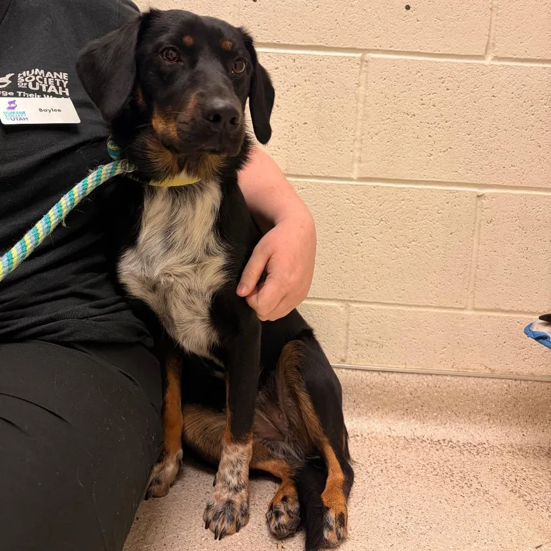 A young medium-sized female Black Australian Cattle Dog / Blue Heeler dog named Aphrodite for adoption in Murray, UT