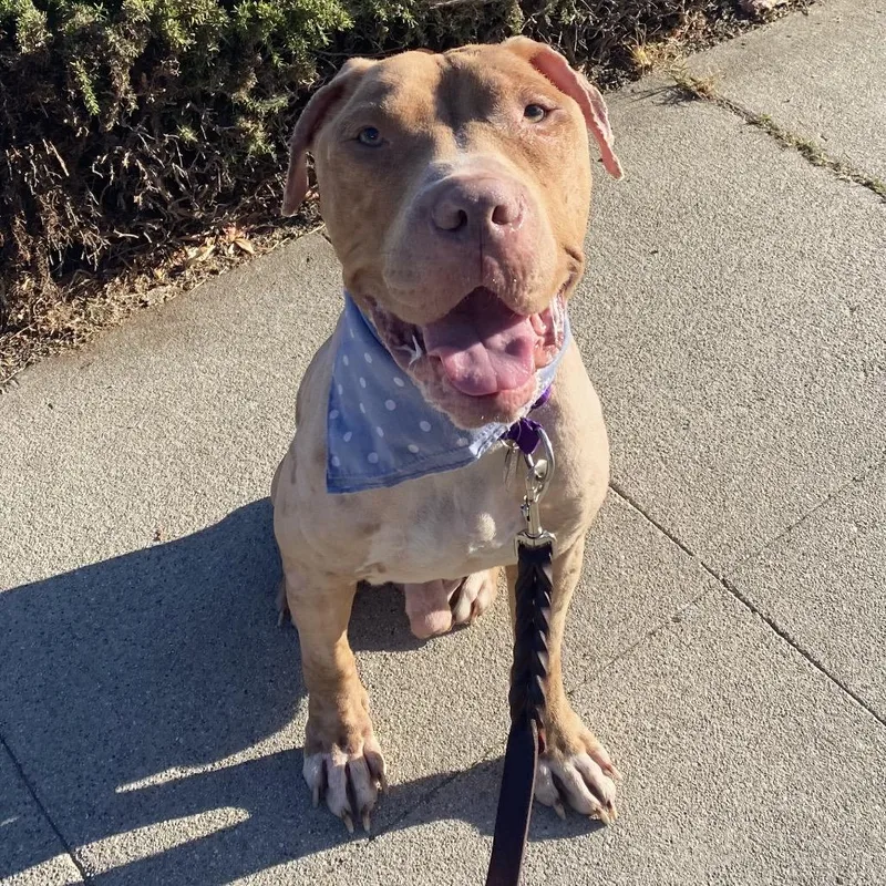 An adult medium-sized male Red / Chestnut / Orange Pit Bull Terrier dog named Finnegan for adoption in Los Angeles, CA