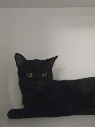 An adult medium-sized female Domestic Short Hair cat named Billie for adoption in Savannah, GA