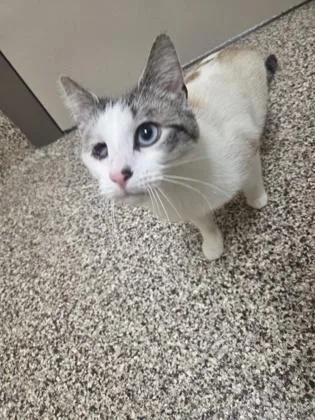 Luca