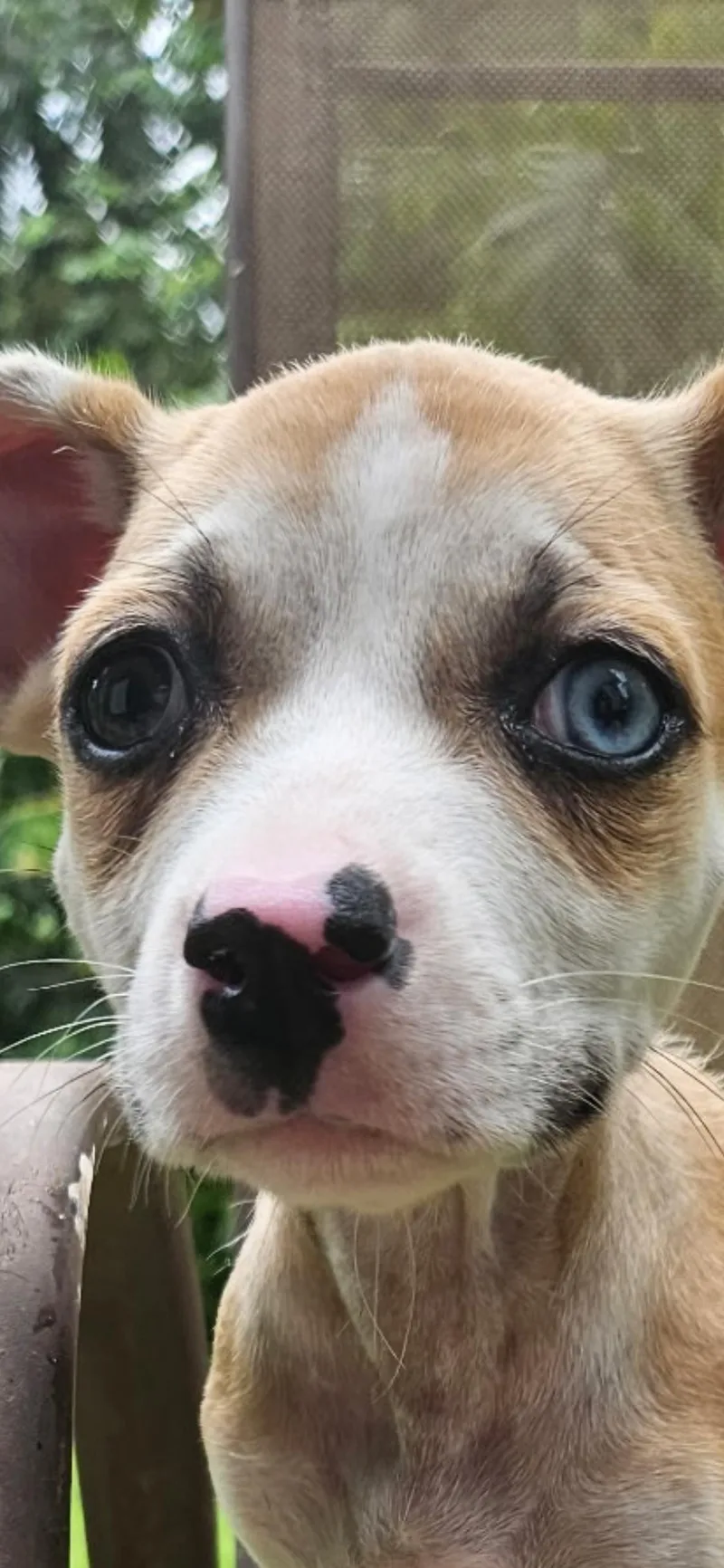 A baby medium-sized female Apricot / Beige Chihuahua dog named Lilly Pad The for adoption in Carolina, PR