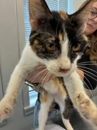 An adult large-sized female Domestic Short Hair cat named Loretta for adoption in Lafayette, IN
