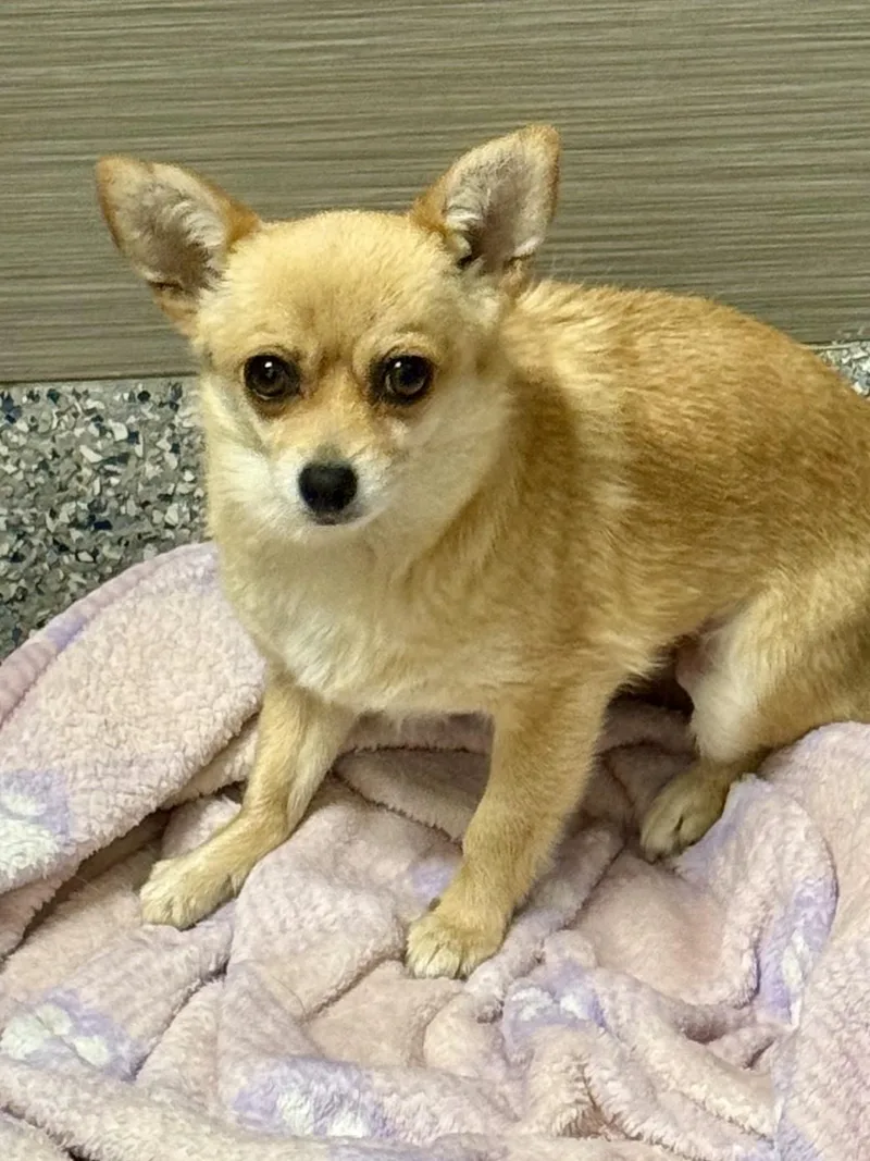 An adult small-sized female Apricot / Beige Chihuahua dog named Daisey for adoption in Los Alamitos, CA