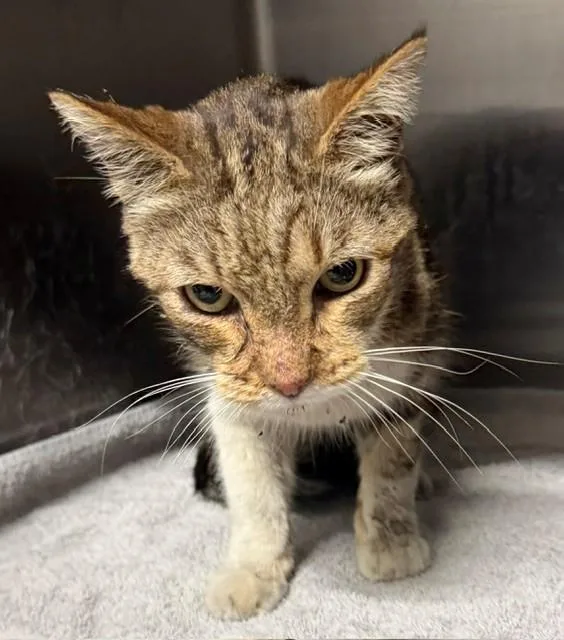 A senior medium-sized male Domestic Medium Hair cat named Logan for adoption in Baldwin Park, CA