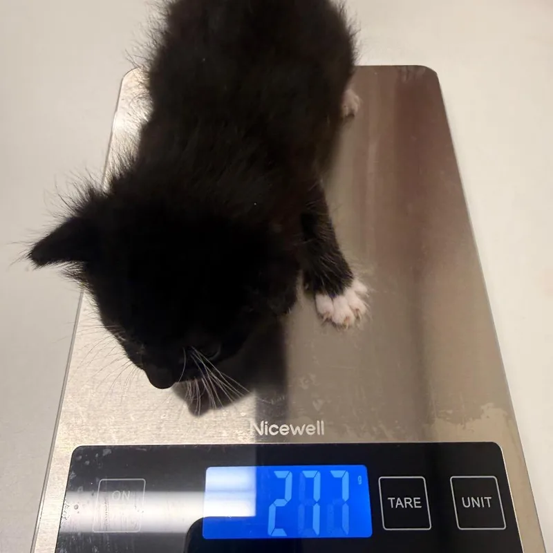 A baby small-sized female Black Domestic Short Hair cat named Arris for adoption in Chattanooga, TN