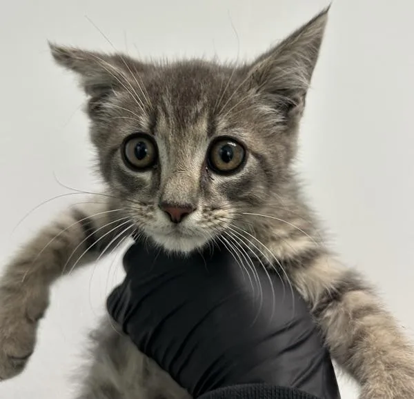 A baby small-sized male Domestic Short Hair cat named Sweetiepie for adoption in Escondido, CA