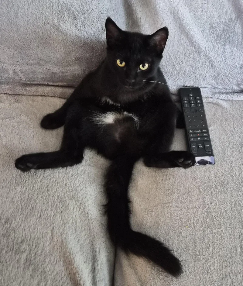 A baby medium-sized female Black Domestic Short Hair cat named Cinder for adoption in San Jose, CA