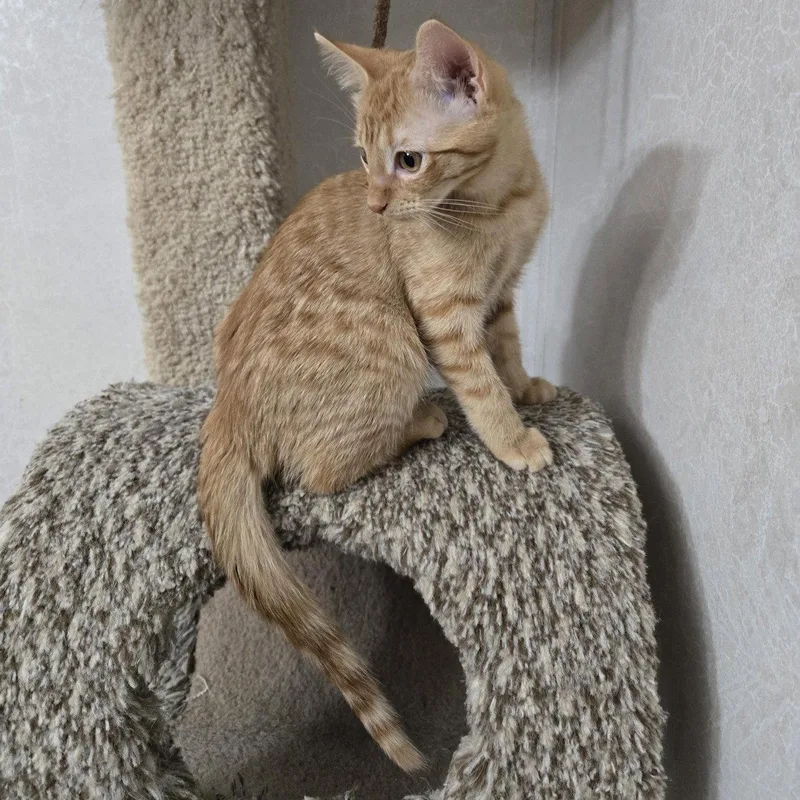 A baby medium-sized female Tabby (Orange / Red) Tabby cat named Sunny D for adoption in Garland, TX