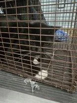 An adult medium-sized male Domestic Short Hair cat named Bow for adoption in Denton, TX