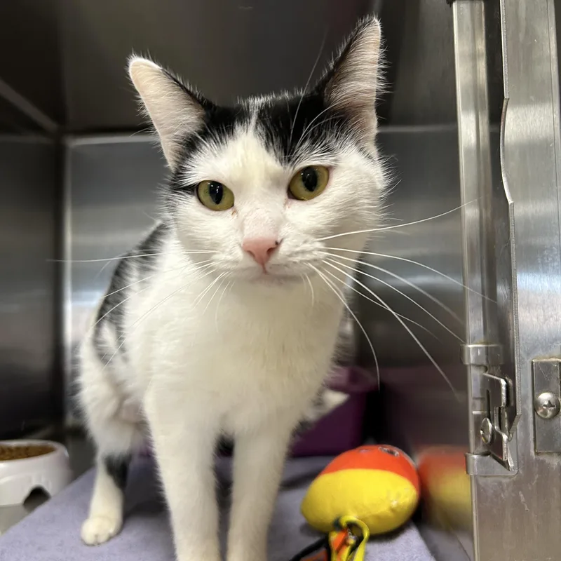 Scarlett thumbnail 2