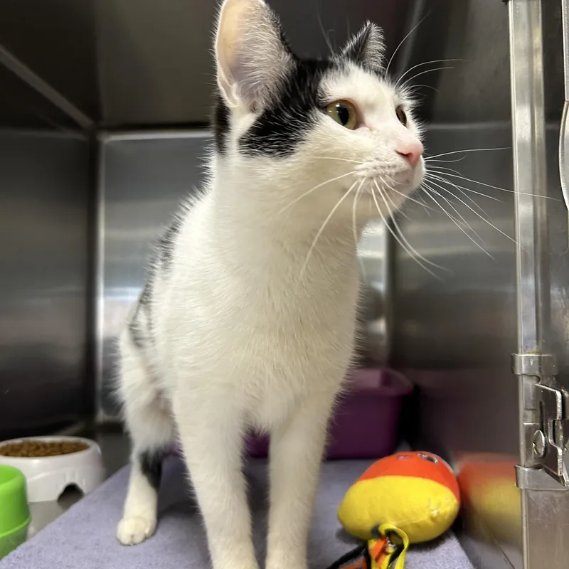 Scarlett thumbnail 3