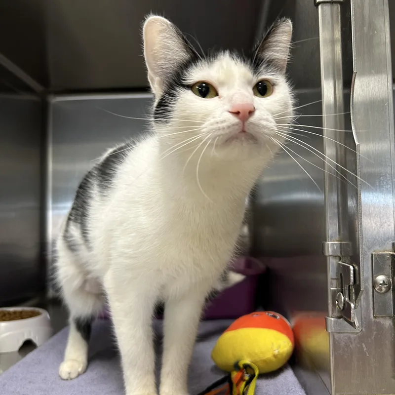 Scarlett thumbnail 4