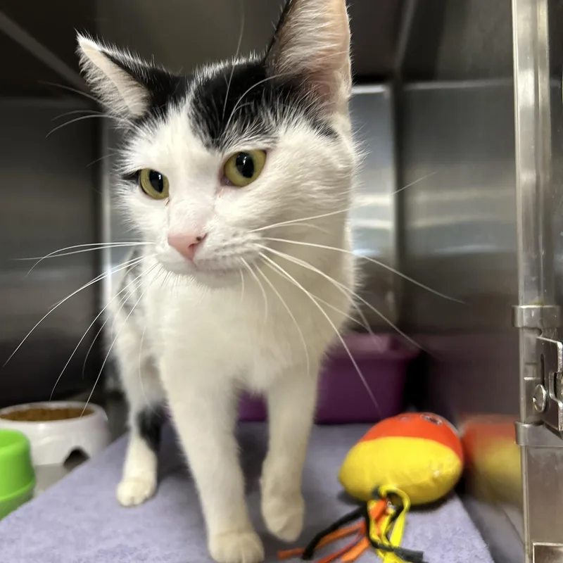 Scarlett thumbnail 5