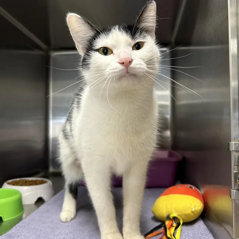 Scarlett thumbnail 6