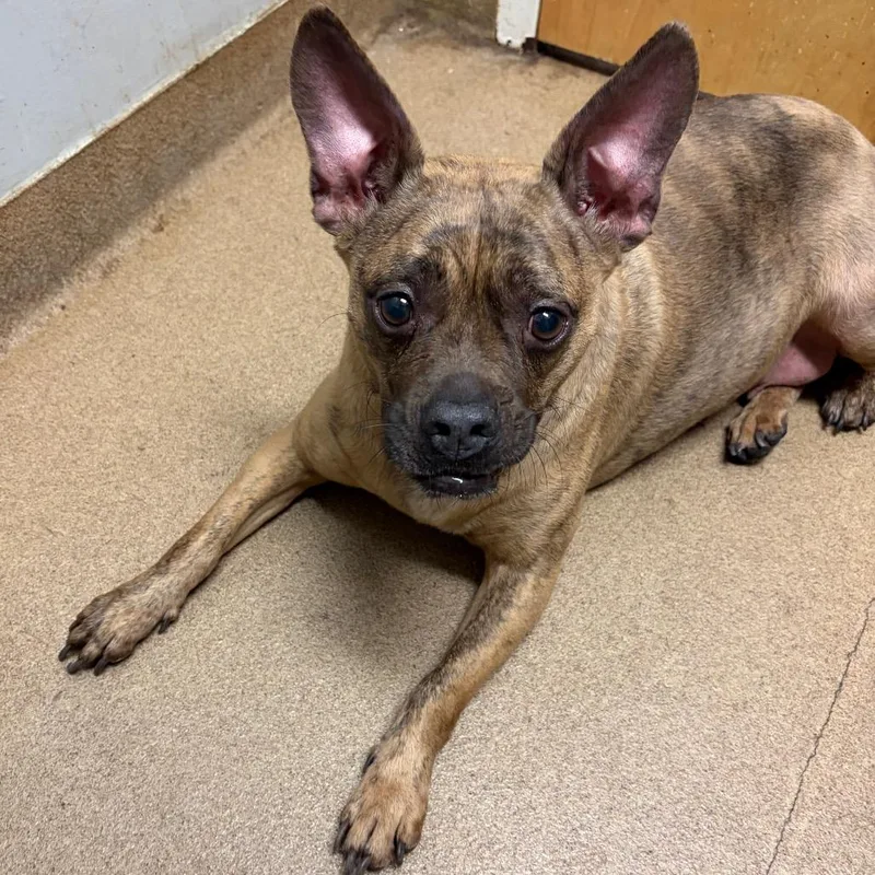 An adult medium-sized female Brindle Mixed Breed dog named Looie for adoption in Chattanooga, TN