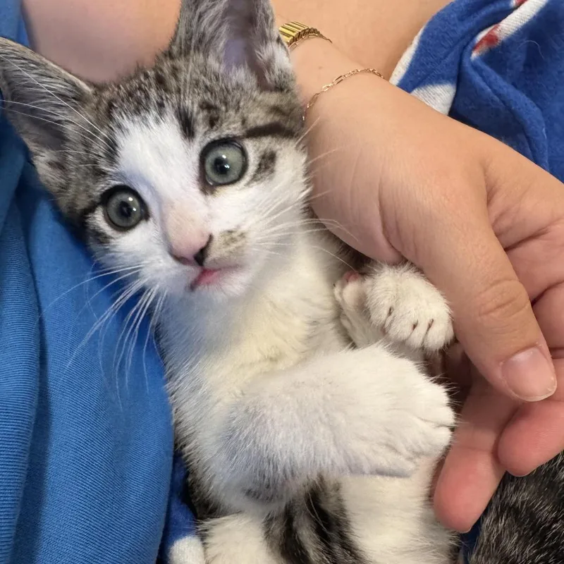 A baby small-sized male Brown / Chocolate Domestic Short Hair cat named Kewpie for adoption in Los Angeles, CA