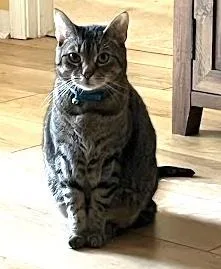 Bob  `a Priority thumbnail 2