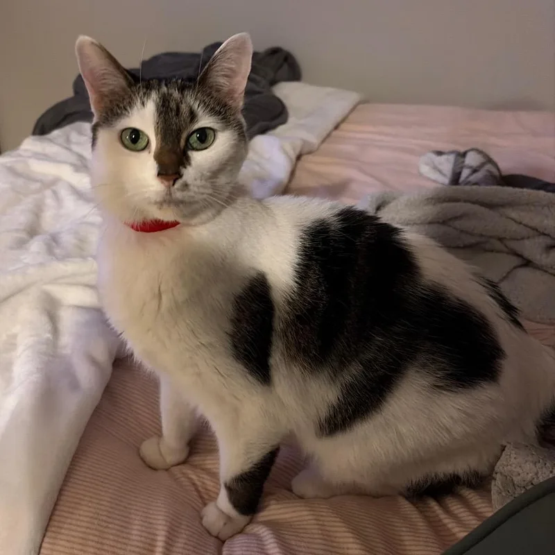 An adult medium-sized female Domestic Medium Hair cat named Gigi for adoption in Chicago, IL