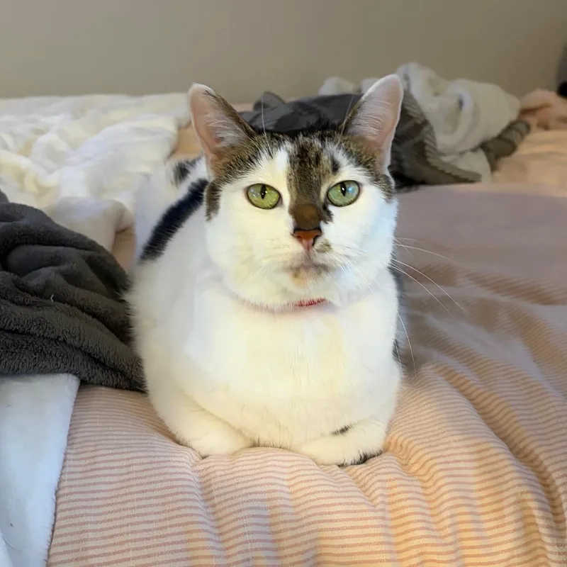Gigi thumbnail 3