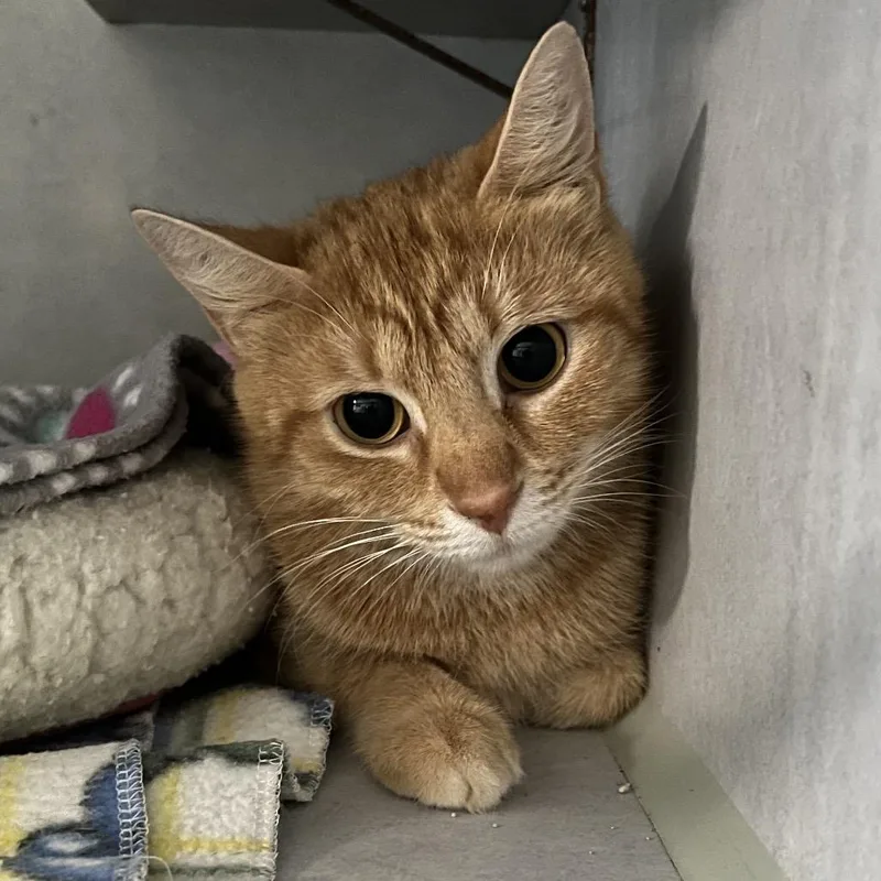 An adult medium-sized female Orange / Red Domestic Short Hair cat named Coral for adoption in Sarasota, FL