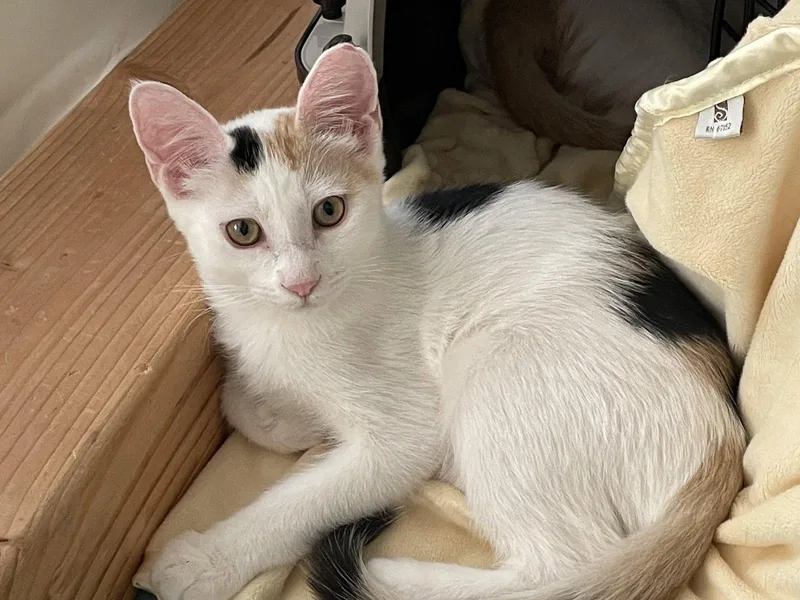 A baby medium-sized female Domestic Short Hair cat named Harlequin for adoption in Glendale, AZ