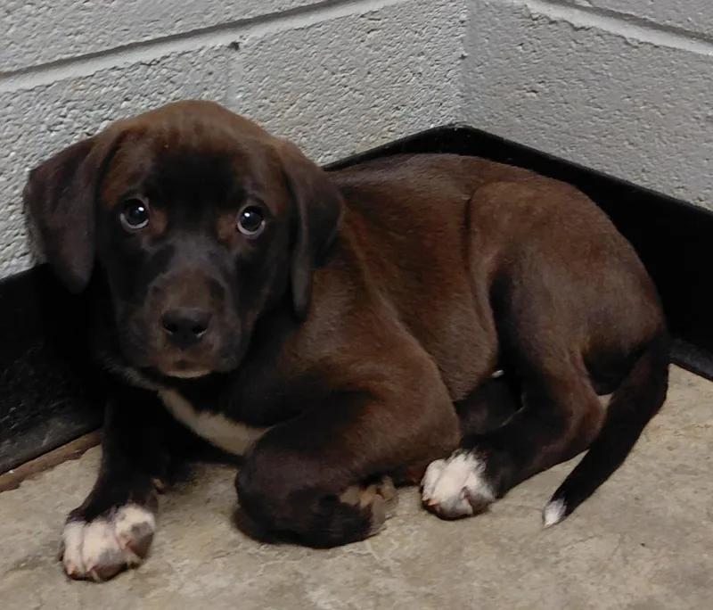 A baby small-sized male Mixed Breed dog named Val for adoption in Henderson, NC