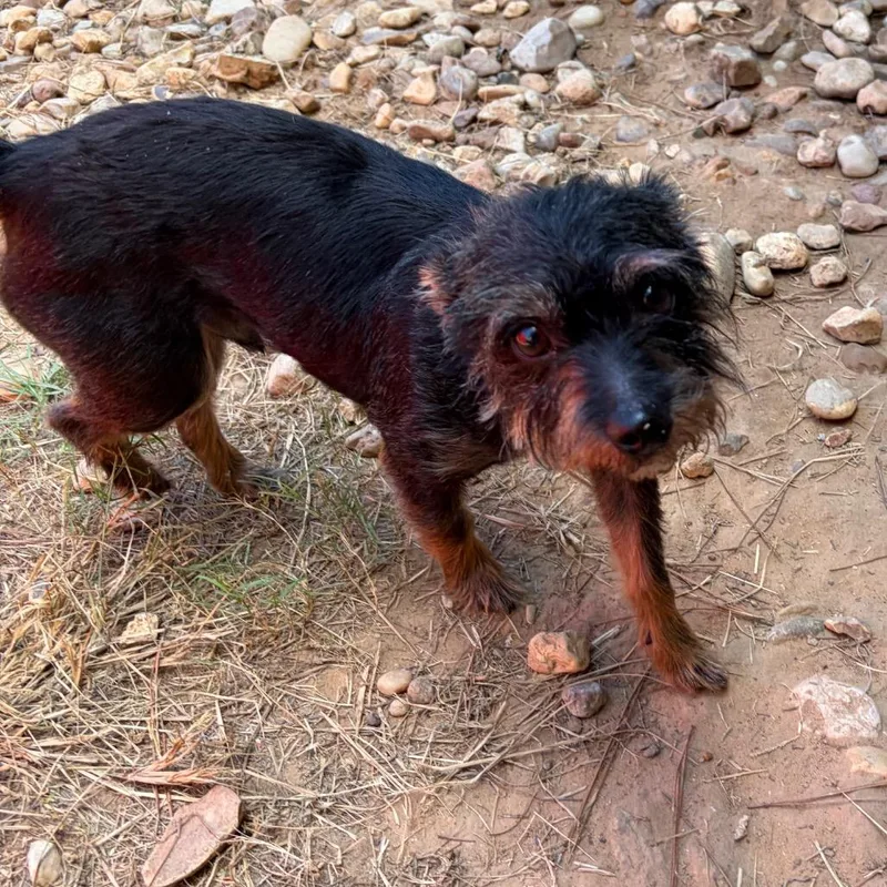 An adult small-sized male Black Yorkshire Terrier dog named Duke Richie for adoption in Houston, TX