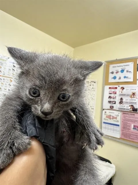 A baby small-sized male Domestic Short Hair cat named Mr. Pawesome for adoption in Fremont, CA