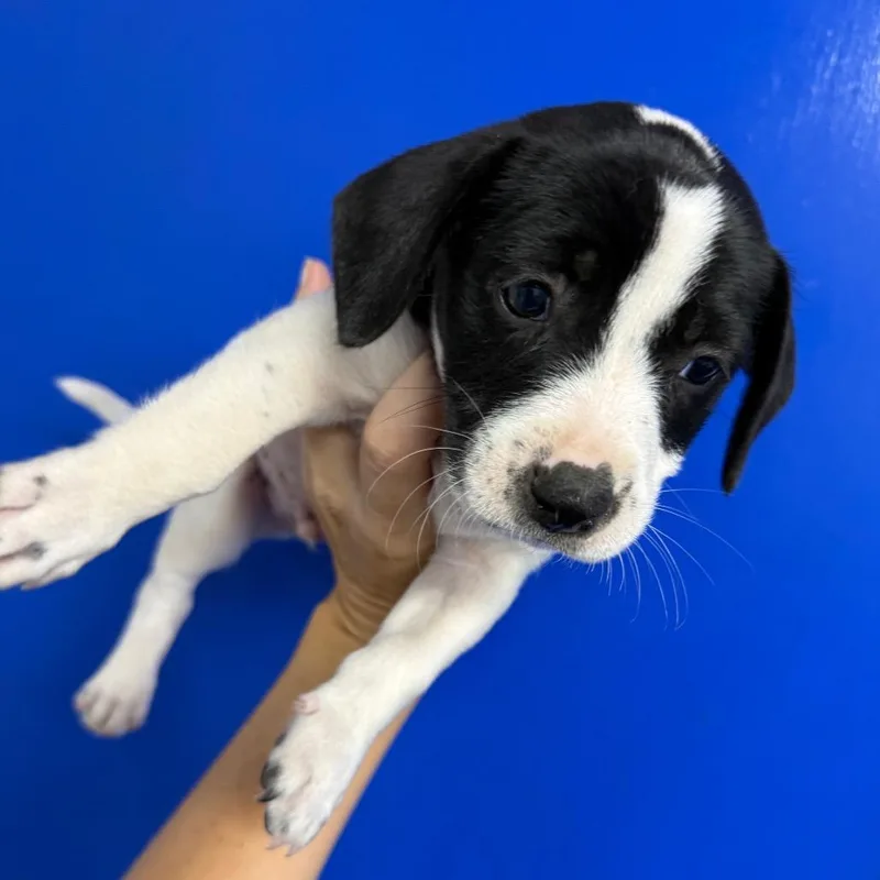 A baby small-sized male White / Cream Beagle dog named Scout for adoption in Wahiawa, HI