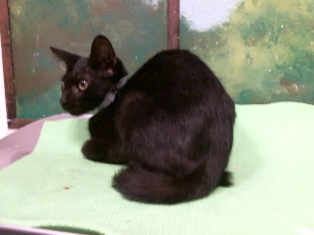 A baby small-sized female Domestic Short Hair cat named Cindy for adoption in Houston, TX