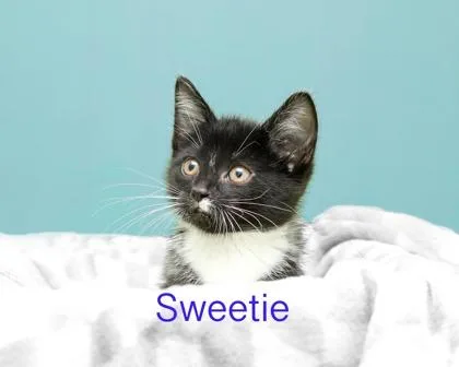 A baby small-sized female Domestic Medium Hair cat named Sweetie for adoption in Parma, OH