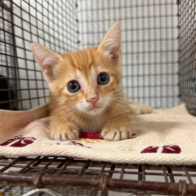 A baby small-sized female Orange / Red Domestic Short Hair cat named Twinkle Toes for adoption in Edinburg, TX
