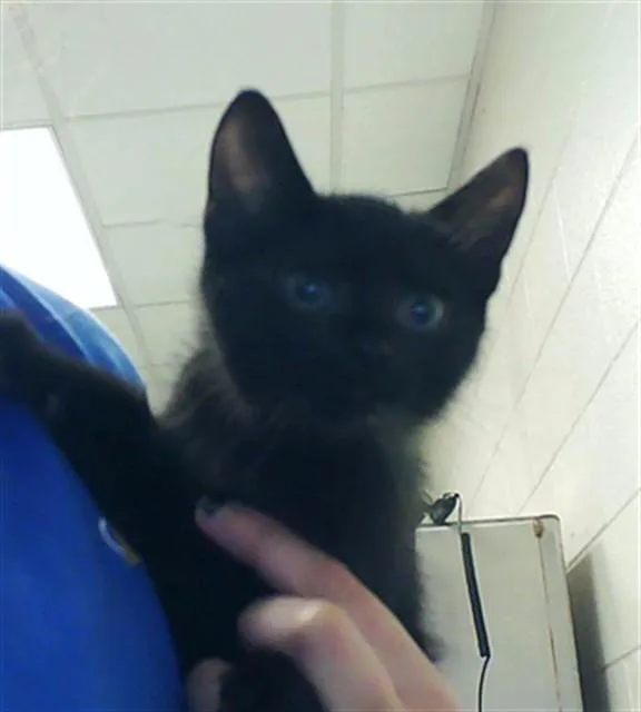 A baby small-sized male Domestic Short Hair cat named Mercury for adoption in Fayetteville, NC