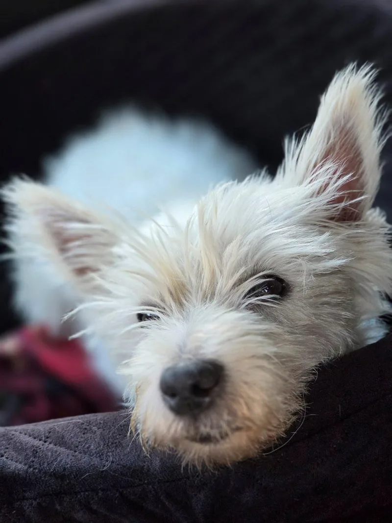 Bella thumbnail 4