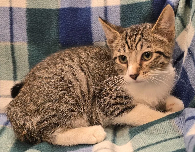 A baby small-sized male Domestic Short Hair cat named Hank for adoption in Murphysboro, IL
