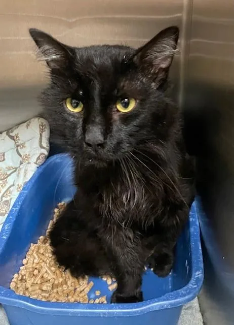 An adult medium-sized male Black Domestic Long Hair cat named Garren for adoption in Prudenville, MI