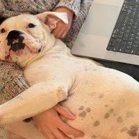 An adult medium-sized female White / Cream Boxer dog named Simone for adoption in Davis, CA