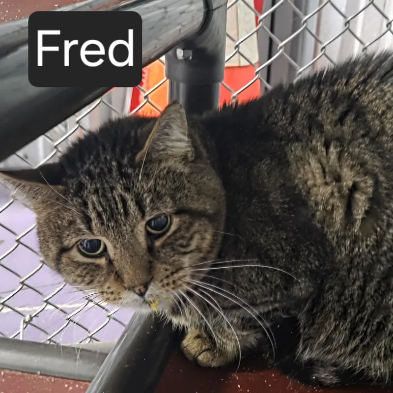 Fred