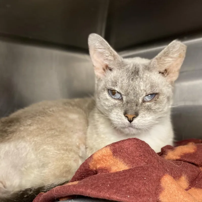 An adult medium-sized female Siamese cat named Nikki for adoption in Palm Springs, CA
