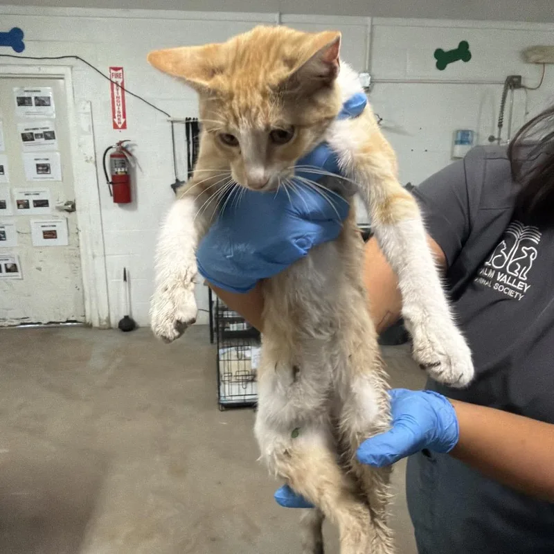 A baby small-sized male Orange / Red Domestic Short Hair cat named Casey for adoption in Edinburg, TX