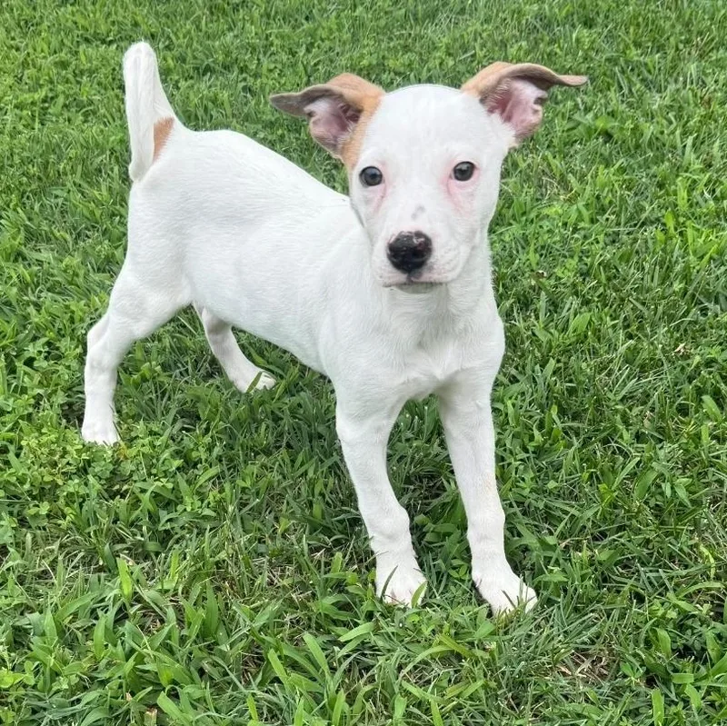 A baby medium-sized female White / Cream American Staffordshire Terrier dog named Buiscuit for adoption in Colonial Heights, VA